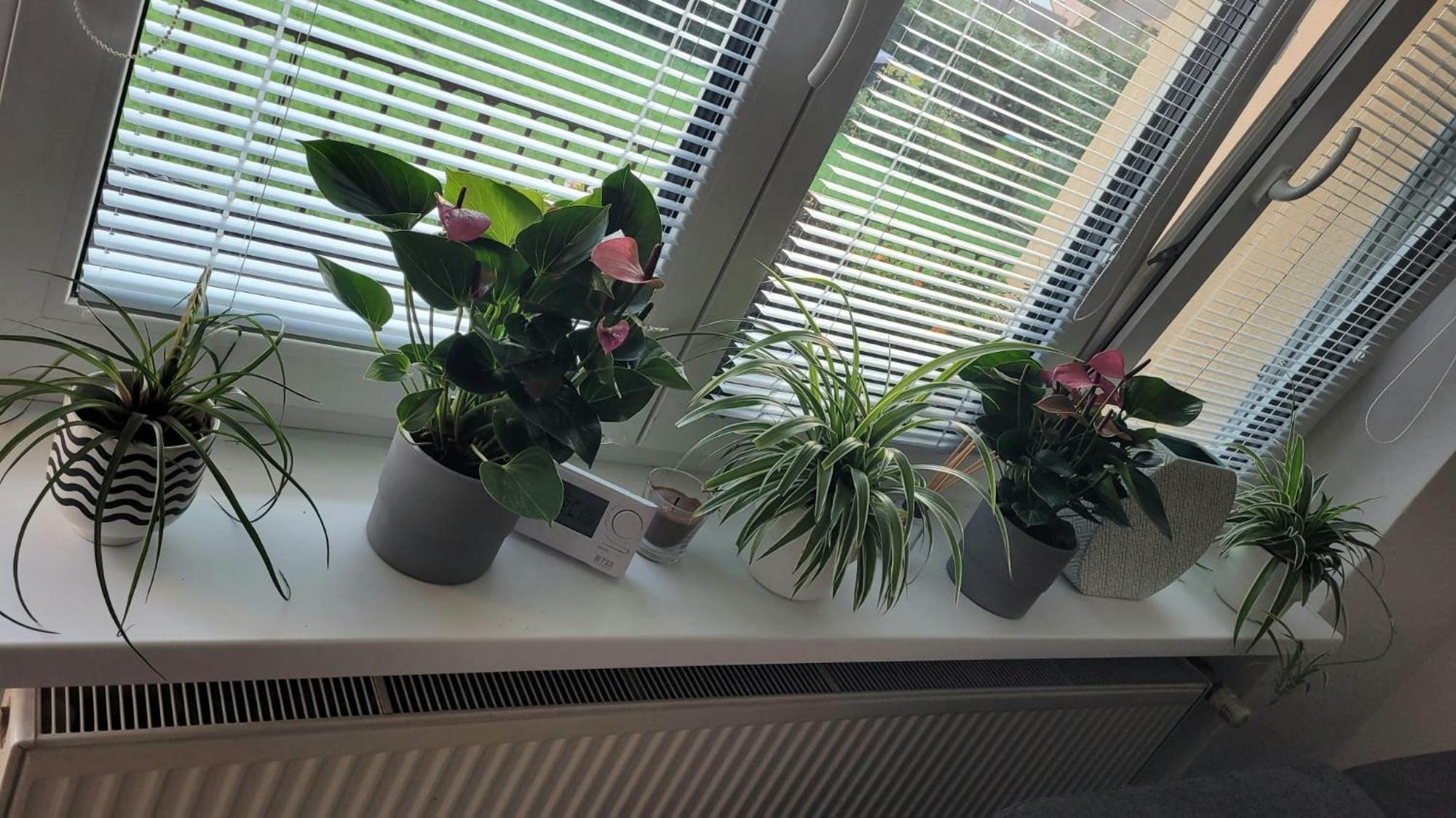 Novy Apartman Eva Jicin Luaran gambar